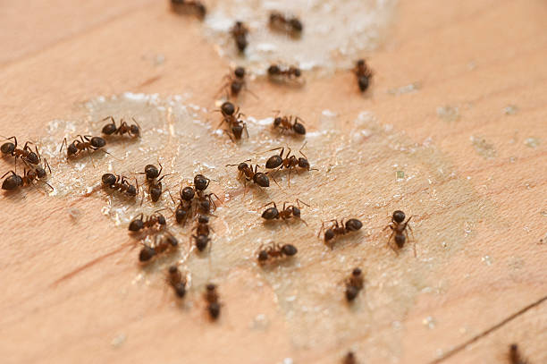 Best Affordable Exterminators  in Lewisburg, TN
